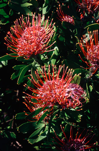 Leucospermum fulgens (Potberg pincushion)