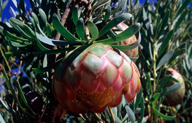 Protea namaquana (Kamiesberg sugarbush)