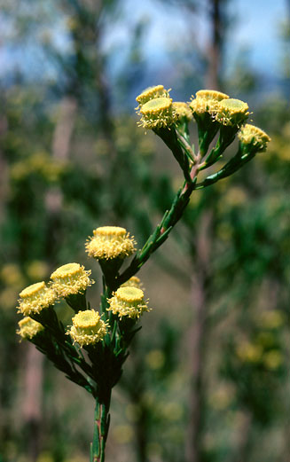 Leucadendron corymbosum