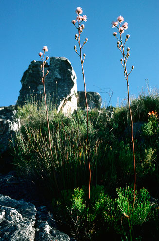Serruria altiscapa (Stately spiderhead)