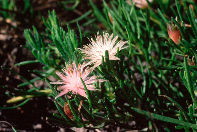 Diastella buekii