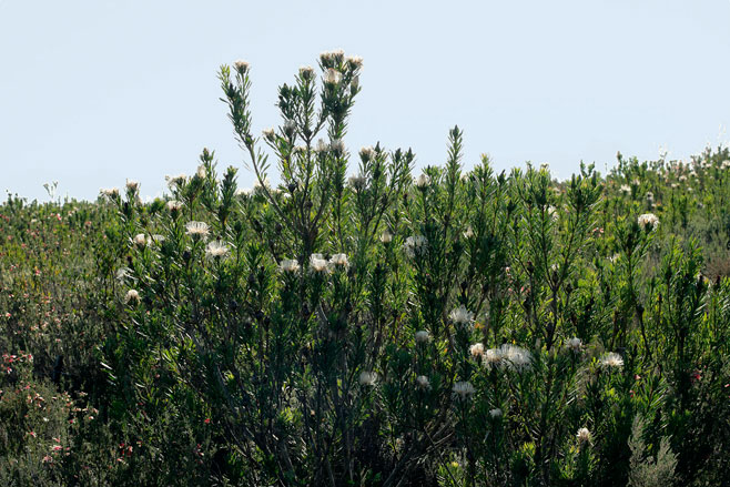 Protea lanceolata (Lance-leaf sugarbush)