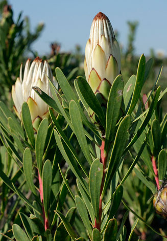 Protea lanceolata (Lance-leaf sugarbush)