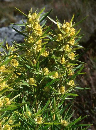 Leucadendron rubrum