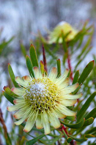 Protea pityphylla (Ceres sugarbush)