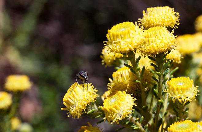 Leucadendron levisanus (Cape Flats conebush)