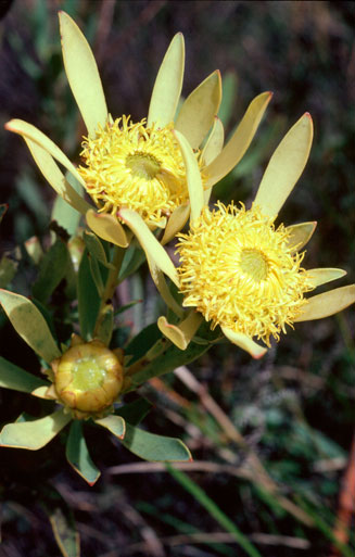Leucadendron elimense