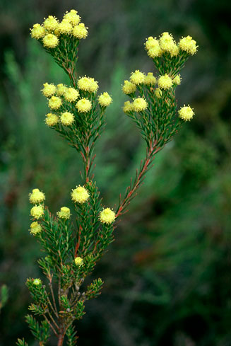 Leucadendron laxum