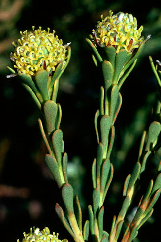 Leucadendron levisanus (Cape Flats conebush)