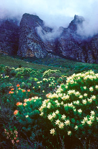 Leucadendron daphnoides