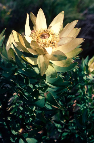 Leucadendron daphnoides
