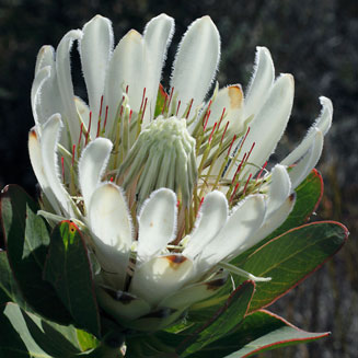 Protea compacta (Bot River sugarbush)