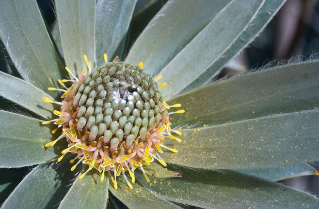 Leucadendron argenteum