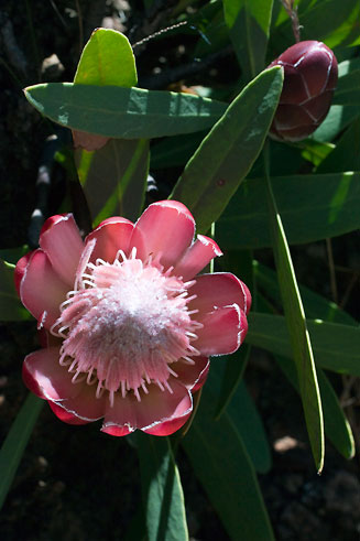 Protea dracomontana (Drakensberg sugarbush)
