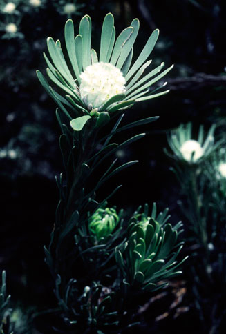 Leucadendron album