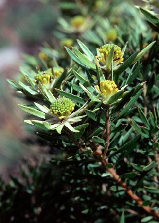 Leucadendron spissifolium