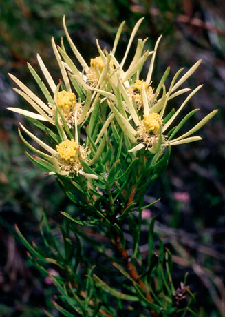 Leucadendron spissifolium