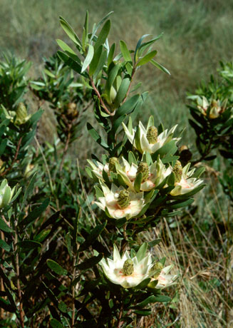Leucadendron spissifolium