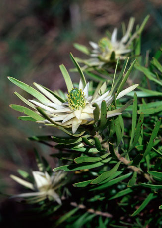 Leucadendron spissifolium