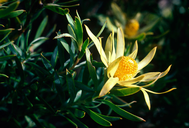 Leucadendron xanthoconus