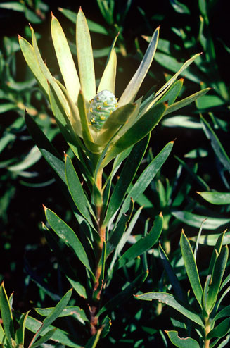 Leucadendron xanthoconus