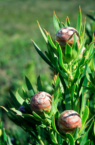 Leucadendron xanthoconus