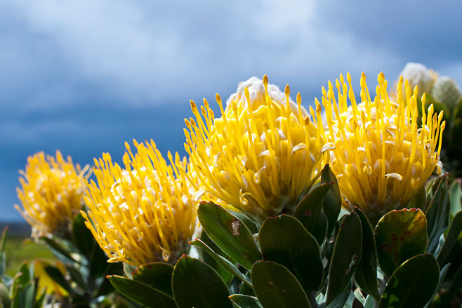 Leucospermum conocarpodendron (Grey tree pincushion, Green tree pincushion)
