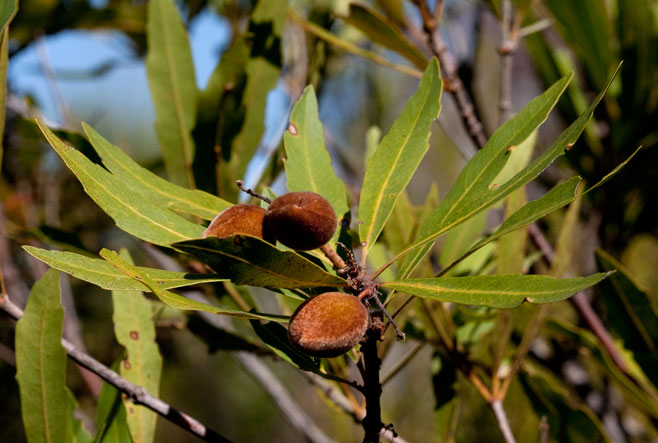Brabejum stellatifolium (Wild Almond, Bitter almond)