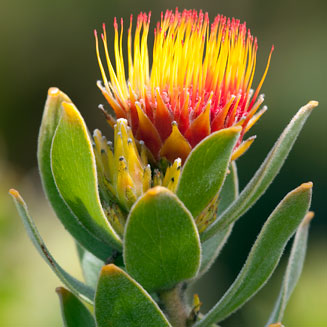 Leucospermum oleifolium