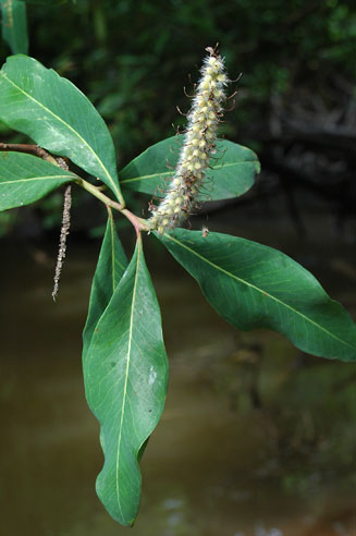 Faurea delevoyi (River beechwood)