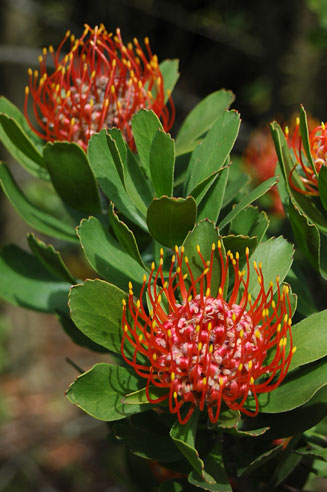 Leucospermum saxosum (Escarpment pincushion)