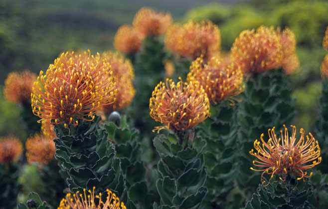 Leucospermum patersonii (Silver-edge pincushion)