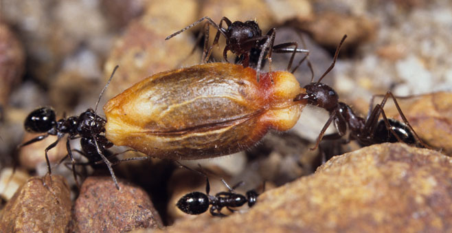 Mimetes cucullatus (Common pagoda)
