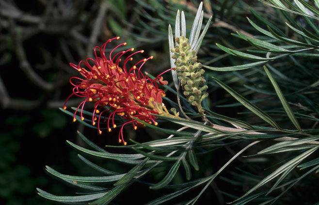 Grevillea banksii (Australian crimson oak)