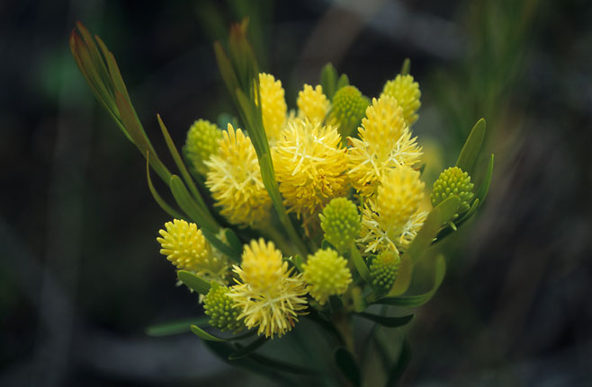 Aulax umbellata