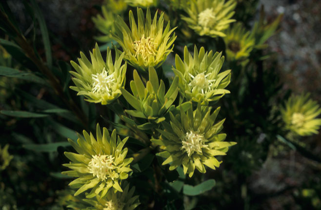 Aulax umbellata