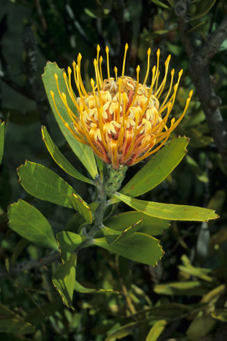 Leucospermum cuneiforme