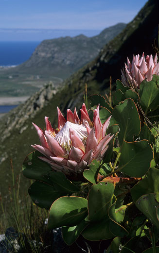 Protea cynaroides (King sugarbush, King protea)