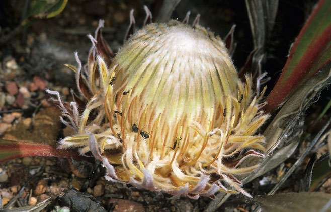 Protea scolopendrifolia (Harts-tongue-fern sugarbush)