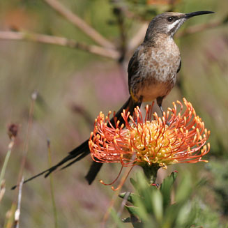 Leucospermum cordifolium (The pincushion)