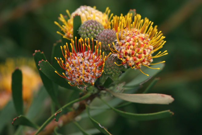 Leucospermum muirii (Albertinia pincushion)