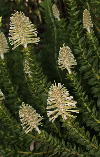 Paranomus reflexus (Van Staden's sceptre)