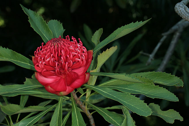 Telopea speciosissima