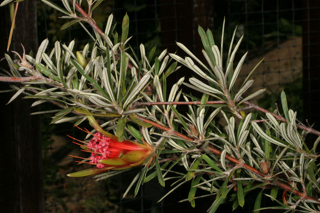 Lambertia formosa (Mountain devil)