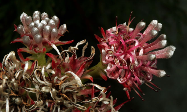 Serruria elongata (Long-stalk spiderhead)
