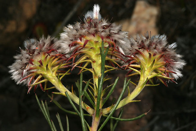 Serruria phylicoides (Bearded spiderhead)