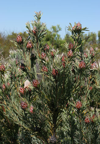 Leucadendron rubrum