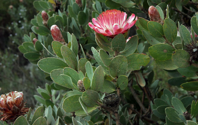 Protea punctata (Water sugarbush)