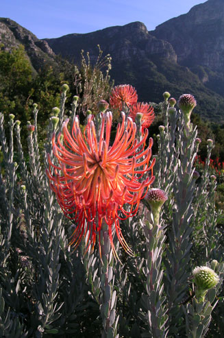 Leucospermum reflexum (Rocket pincushion)