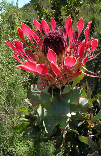 Protea eximia (Broad-leaf sugarbush)